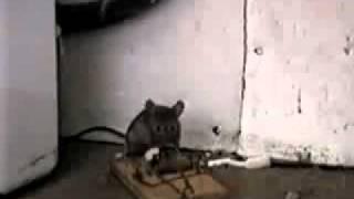 Mouse Trap Fail