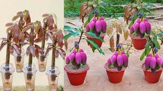 Best Skill Technique Grafting Mango Tree Growing Fast With Aloe Vera and Potatoes