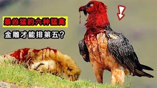 全球最兇猛的六種鳥類，金雕才排第五，第一會是哪種猛禽？