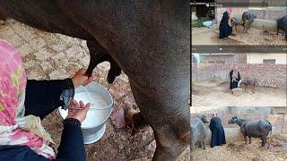 Buffalo milkingBuffalo milking by handBuffalo milking in village stylemy daily routine