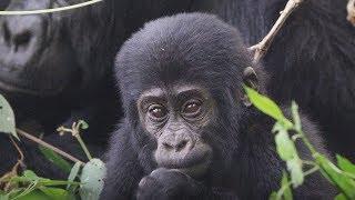 Baby Learning How to Gorilla  First Year on Earth  BBC Earth