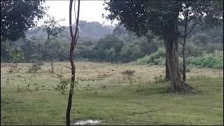 Successful grassland restoration in Pulmodai Sri Lanka. #reforestation #pathumkerner