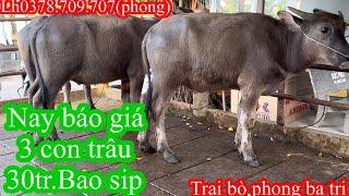 03022024Trại bò phong ba tri 2 Báo giá công khai tiếp tục nhé cả nhà