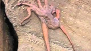 Octopus walks on land