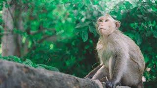 Bali Sangeh Monkeyforest