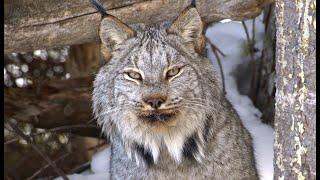 Canada Lynx Eats Deer in Maine