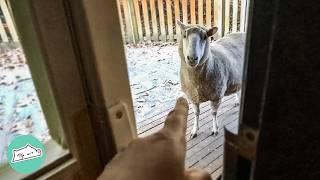 Bossy Sheep Knocks On The Door For Treats And Gets Her Friends To Join  Cuddle Buddies