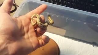 Zehirli Yılanımı Tanıtıyorum  Western Hognose Yılanla Tanışalım