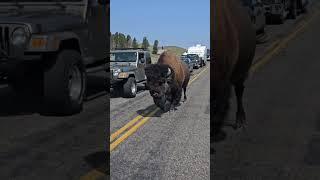 Bison Shows Whos King Of The Road #wildlife #nature #yellowstone