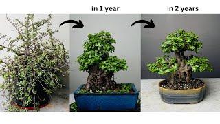 Making Thick Trunk Bonsai from Jade Plant  in 2 Years  Pruning  Repotting  Portulacaria Afra