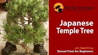 57 How to Care for Japanese Temple Podocarpus Macrophyllus Bonsai Trees For Beginners