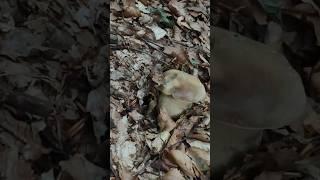 Funghi porcini  #boletus #mushroom #fungi #porcini #nature #borowiki #food #ciuperci #appennino