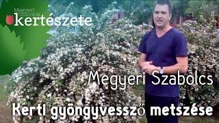 Kerti gyöngyvessző metszése - Spiraea x vanhouttei - Megyeri Kertészet Budapest webáruház