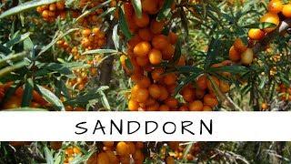 Sanddorn - Zitrone des Nordens