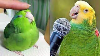 Smart And Funny Parrots Parrot Talking Videos Compilation 2024 - Cute Birds #55