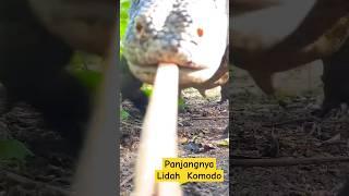 LIDAH KOMODO #komodo #animals #ntt #labuanbajo #komodonationalpark