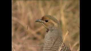 Grey Francolin or safed teetar calling Francolinus pondicerianus