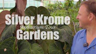 ANTHURIUM TOUR  Silver Krome Gardens • Tezula Plants • TheHomeBodhi 