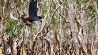 Cape York Peninsula - World Heritage Protection for world class country