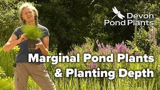 Marginal Pond Plants & Planting Depth