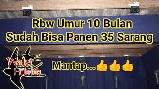 Virall Rbw umur 10 bulan sudah bisa panen 35 sarang walet