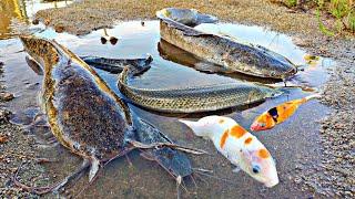 Menangkap ikan lele raksasa ikan koi ikan hias ikan cupang ikan sapu sapu aligator lobster