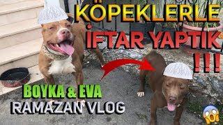 KÖPEKLERLE İFTAR YAPTIK - PİTBULL BOYKA&EVA  RAMAZAN VLOG 