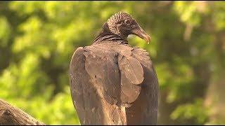 Vultures  Georgia Outdoors