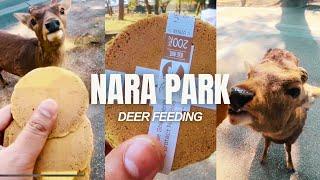 NARA PARK TOUR Deer Feeding