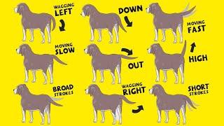 Interpret Dog Tail Wags How to Understand Dogs Body Language