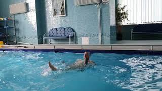 Лечебная гимнастика в бассейне с нудлом