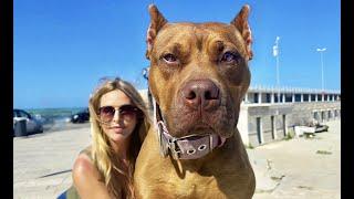 THE AMERICAN PIT BULL TERRIER - KILLER or PET?