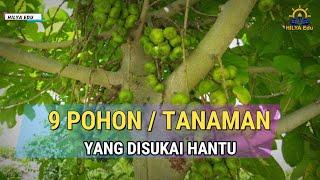 9 Jenis Pohon Ini Dipercaya diskuai Hantu dan Makhluk halus lainnya.