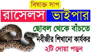 রাসেলস ভাইপার ছোবল থেকে বাঁচতে এ দোয়া পড়ুন।Russels viper e-newsRasel viper theke bachar doa