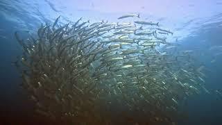 Кольцо барракуды. Ришелье Рок Андаманское море Тайланд. Barracuda Ring. Richelieu Rock Thailand.