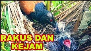 BURUNG BUBUT TERLIHAT KALEM NAMUN SANGAT RAKUS SADIS DAN KEJAM