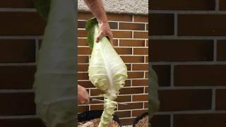 Growing Pointy Cabbage from Seed to Harvest