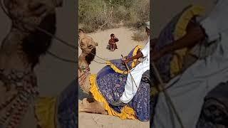 Camel  romance raining desert