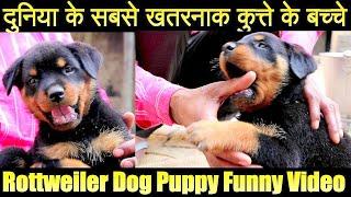 Popular Dog Breeds India Rottweiler Cutest Puppy Funny Video Home  Pet Animals Name