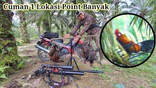 BERBURU AYAM HUTAN SAWIT Part 26  Satu Lokasi Point Banyak