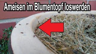 Ameisen im Blumentopf loswerden – Anleitung & Tipps