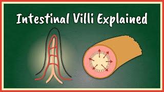 The Intestinal Villi Explained  Absorption