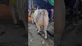 sadeeq agro cow unloading #cow #shorts #animals