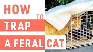 How to Trap a Feral Cat  TNR Program