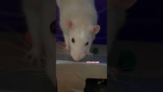 My Pet Rats Get New Box Houses 