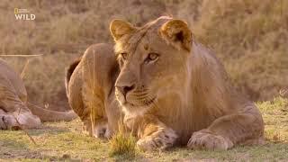 Nat Geo Wild Африканские охотники 2 сезон 3 серия - Короли Нсефу