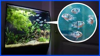 Adding BABY CICHLIDS To My Planted Aquarium