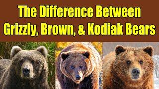 Difference Between Grizzly Bears Brown Bears and Kodiak Bears - Alaska Bears