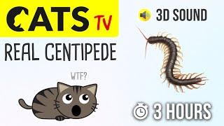 CATS TV - Real Centipede  3 HOURS Cat games on screen