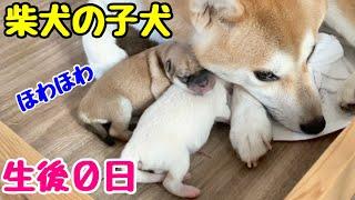 【柴犬 子犬】産まれたばかりだけど動き回って生命力溢れる柴犬の子犬たちはこちら